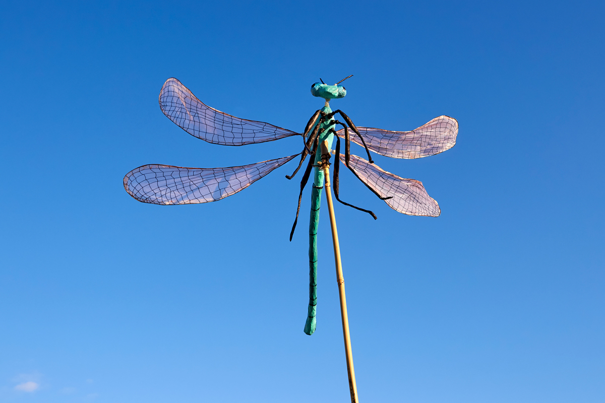 Insectes : Histoire d'un monde en (des)équilibre